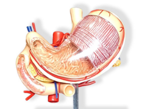 Schéma žalúdka v hornej časti brušnej dutiny pod pečeňou a vedľa sleziny, s vyznačenými hlavnými časťami a smerom pohybu potravy.