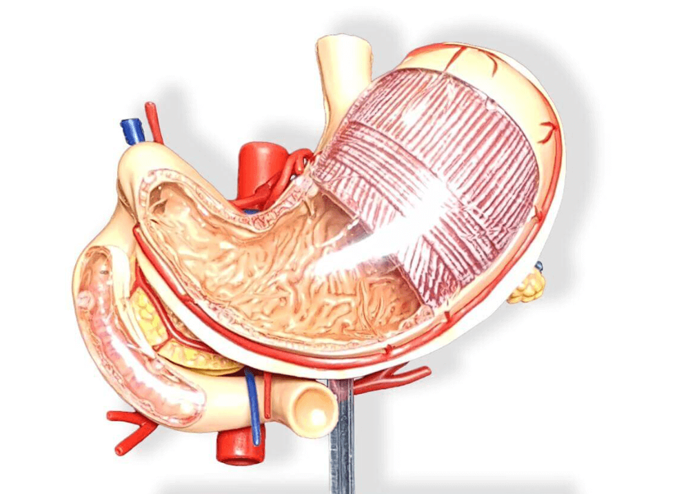 Schéma žalúdka v hornej časti brušnej dutiny pod pečeňou a vedľa sleziny, s vyznačenými hlavnými časťami a smerom pohybu potravy.
