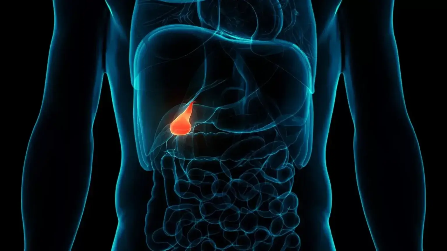 Schéma ľudského tela so zvýrazneným žlčníkom pod pečeňou, znázorňujúca jeho tvar, umiestnenie a úlohu v tráviacom systéme.