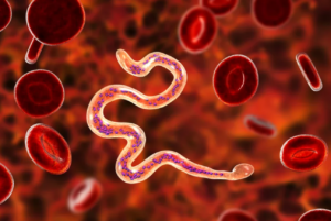 Mikroskopický pohľad na vlasovca, červovitého parazita, medzi červenými krvinkami – vizualizácia parazitárnej infekcie v ľudskom organizme.