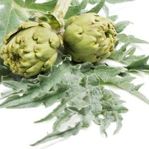 Cynara Cardunculus Altilix
