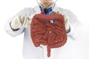 Lekár ukazuje model ľudského čreva – názorne zobrazená štruktúra čriev ako symbol zápalových ochorení čriev (IBD).