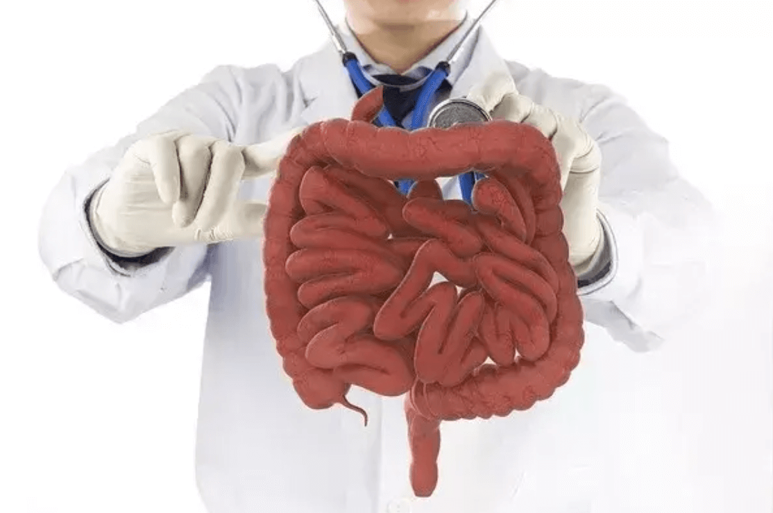 Lekár ukazuje model ľudského čreva – názorne zobrazená štruktúra čriev ako symbol zápalových ochorení čriev (IBD).