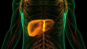 Vizualizácia ľudského trupu so zvýraznenou pečeňou – zobrazujúca jej umiestnenie a význam v tele.