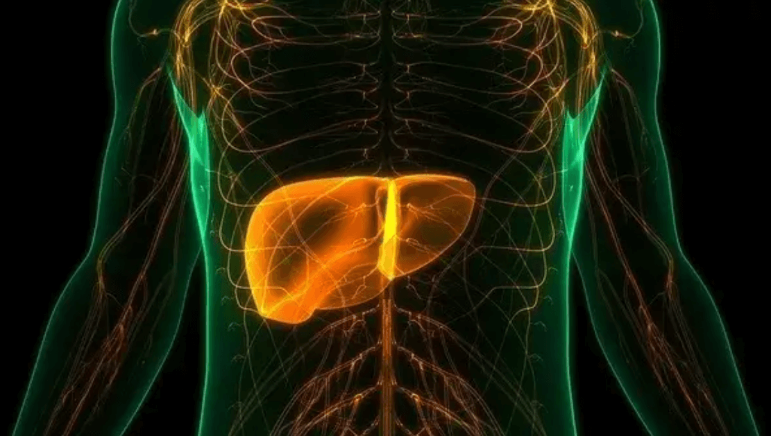 Vizualizácia ľudského trupu so zvýraznenou pečeňou – zobrazujúca jej umiestnenie a význam v tele.