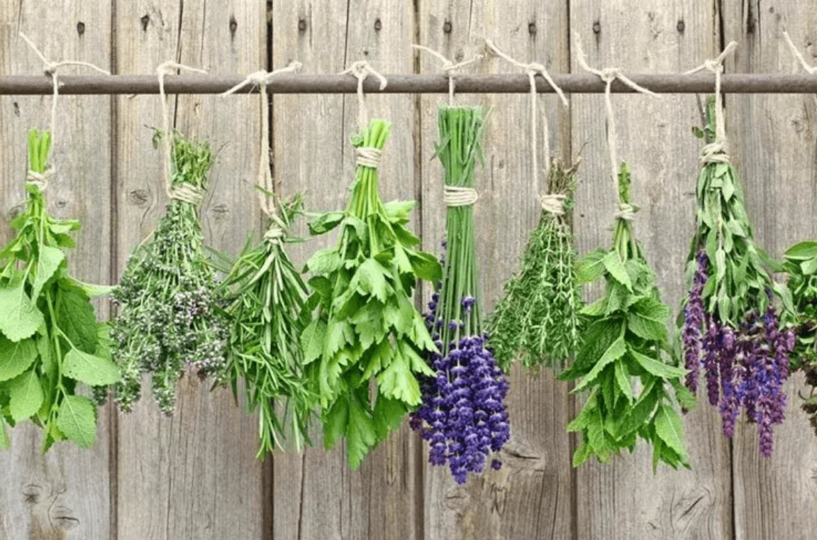 Zväzky čerstvých byliniek (napr. žihľava, levanduľa, rozmarín, šalvia) sušené zavesené na povraze pred dreveným plotom – prírodné riešenia pre detoxikáciu tela bylinkami.