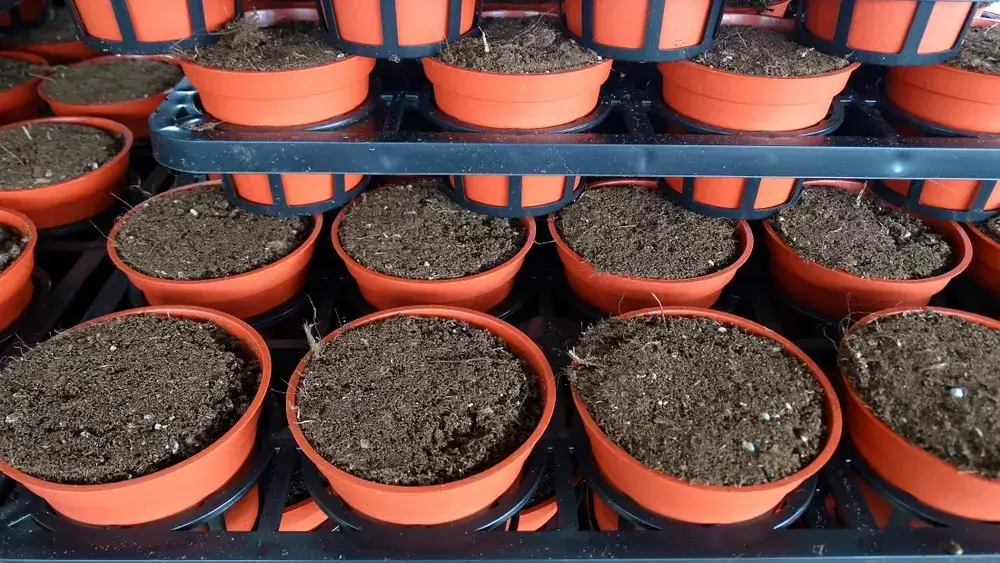 Kvetináče plnené tmavou pôdou zdôrazňujú význam humínových kyselín pre úrodnosť pôdy a zdravú výživu.