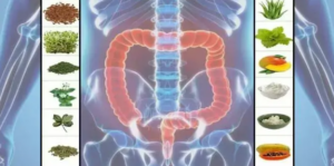 Schematické zobrazenie tráviaceho systému človeka s farebne zvýrazneným hrubým črevom. Po bokoch sú ilustrované prírodné zložky (bylinky, prášky, semienka, ovocie, listy), ktoré symbolizujú hlavné metódy očisty čriev – vlákninu a bylinné prebiotiká.