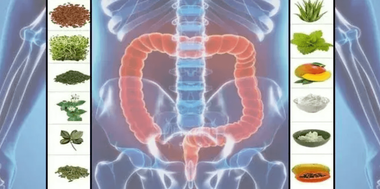 Schematické zobrazenie tráviaceho systému človeka s farebne zvýrazneným hrubým črevom. Po bokoch sú ilustrované prírodné zložky (bylinky, prášky, semienka, ovocie, listy), ktoré symbolizujú hlavné metódy očisty čriev – vlákninu a bylinné prebiotiká.
