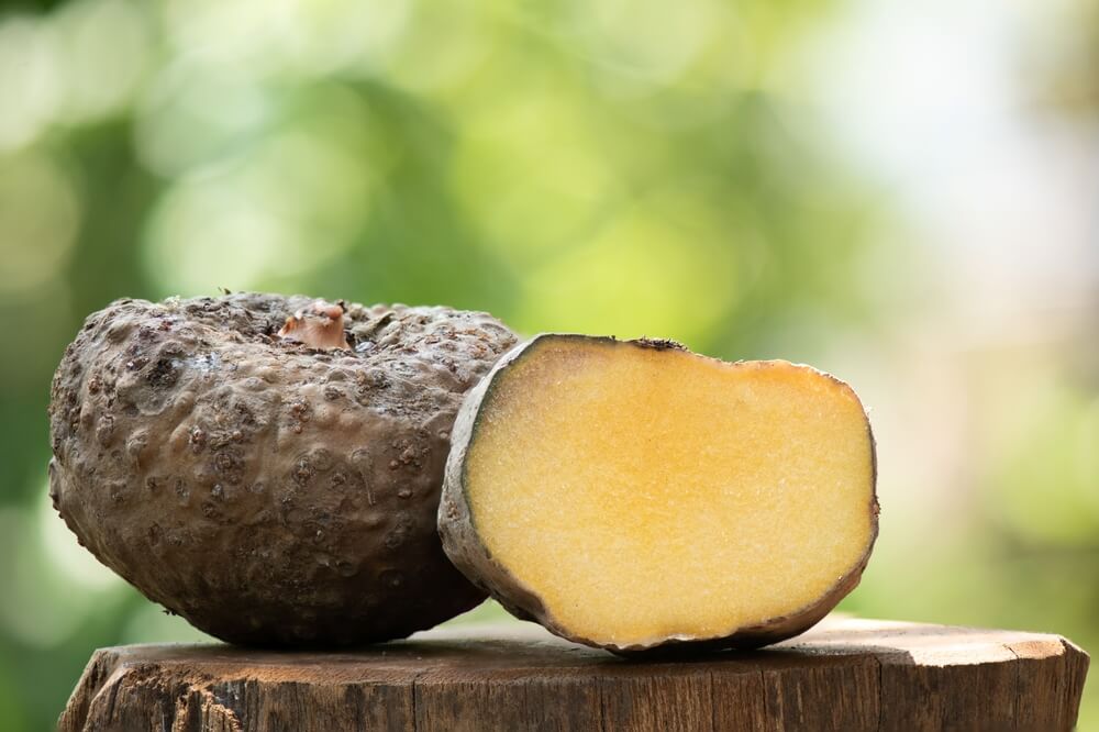 Amorphophallus konjac