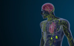 Lymfatický systém a jeho prepojenie s črevnou mikroflórou – vizualizácia ľudskej postavy so zvýraznenými lymfatickými uzlinami a orgánmi v kontexte imunity a detoxikácie.