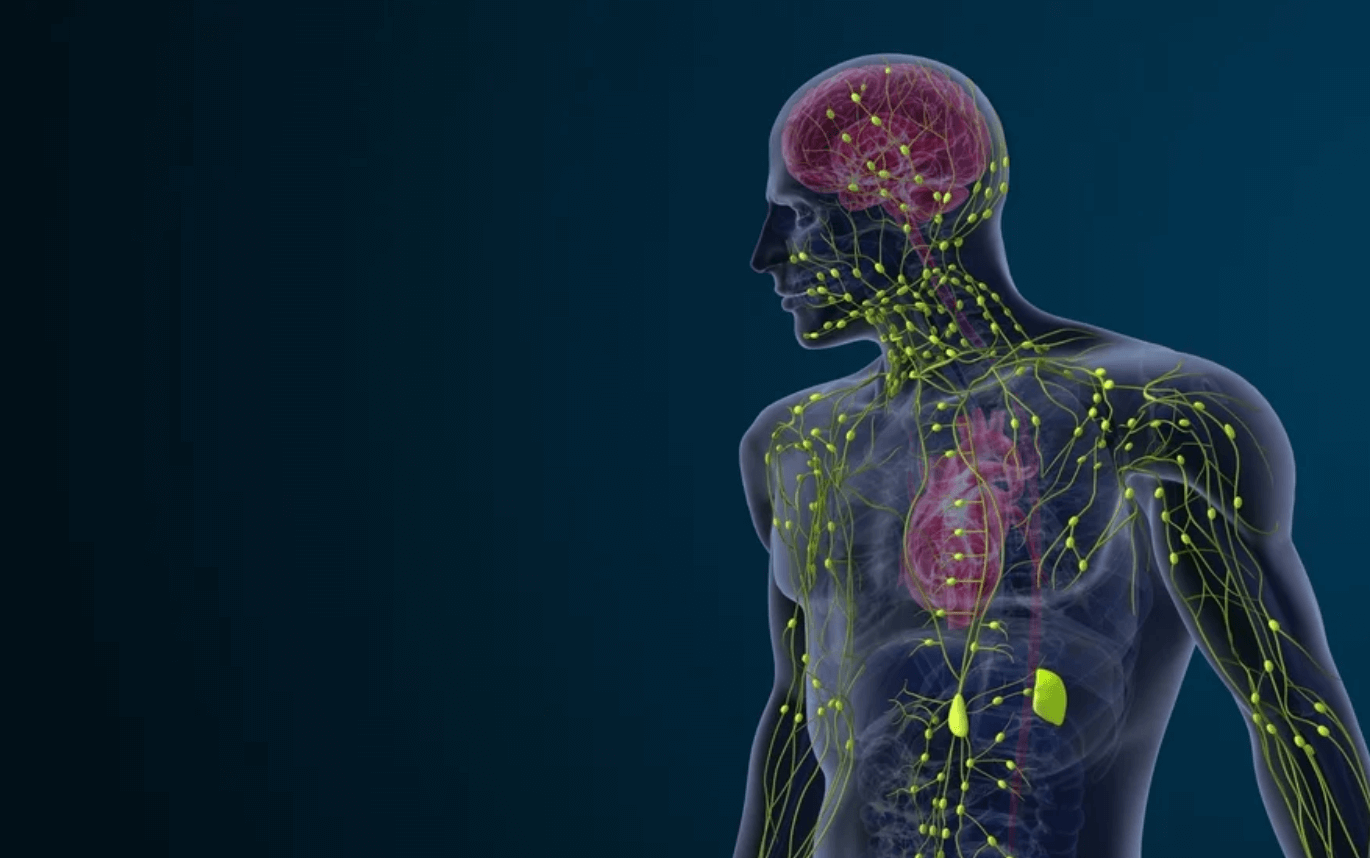 Lymfatický systém a jeho prepojenie s črevnou mikroflórou – vizualizácia ľudskej postavy so zvýraznenými lymfatickými uzlinami a orgánmi v kontexte imunity a detoxikácie.